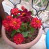 lara.sh.4hotmail.com