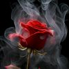 red_rose_555