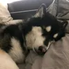 volpsz1