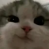 nikiantonethpablo