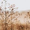along4the_ride