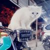 aneukmetuah512