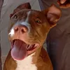 eltoropitbullcurioso