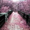 claudiasander465