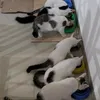 arni_moja