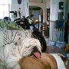 bulldogmom2001