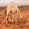 محمد العتيبي