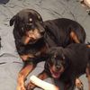 rottiemom67
