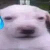 dcmnhamay1