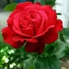 omar420706