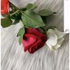 rahafeidi3