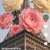 jasmine_nou