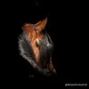 alafedle1