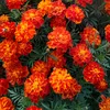 lakshmipfiya32