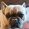 mdogthe1st
