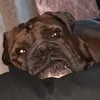 caroandthepawgang