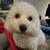amieflood