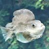 lumpfish