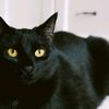 annabellelee41