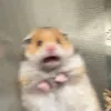 yanannfofo