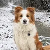 siri_the_bordercollie