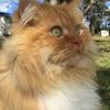 brucycat