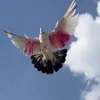ranyaem3456