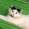 dinhhoanglong_12