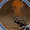 zxho_asm