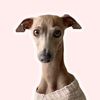 noodletheiggy