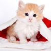 Hippiycat