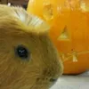 rainbowgpig