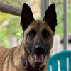 galwithmalinois