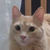fekalia