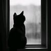 black_cat3313