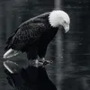 euges__
