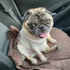 pugsandmyth