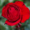 stinarose3
