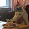 birthdaykat