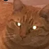 catmemeoo01