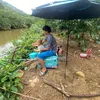 hoan_hua9999
