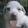 pounegroo