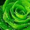 wardah__alkhadra