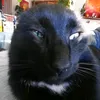 sillywatermeloncat