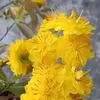 caonguyen929
