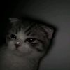 im_tyii