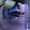 topline.bettas