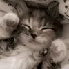 ffrogtt