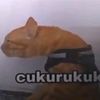 lean_serepet