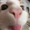 felyb33
